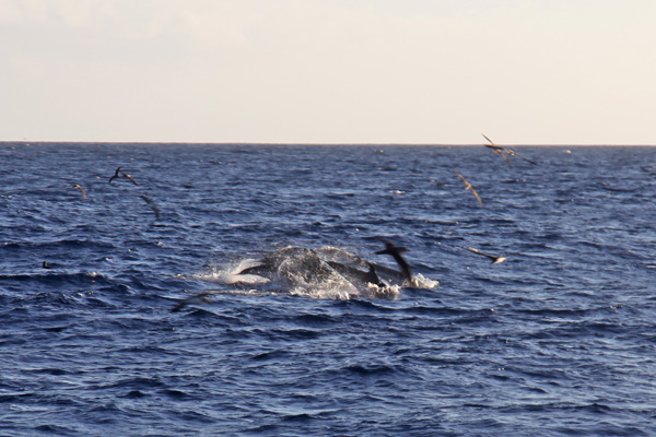 Dolfijnen en Kuhls Stormvogels bij La Palma
